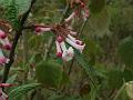 Reddish Viburnum